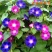 矮牵牛花种子四季易种阳台盆栽垂吊牵牛花籽