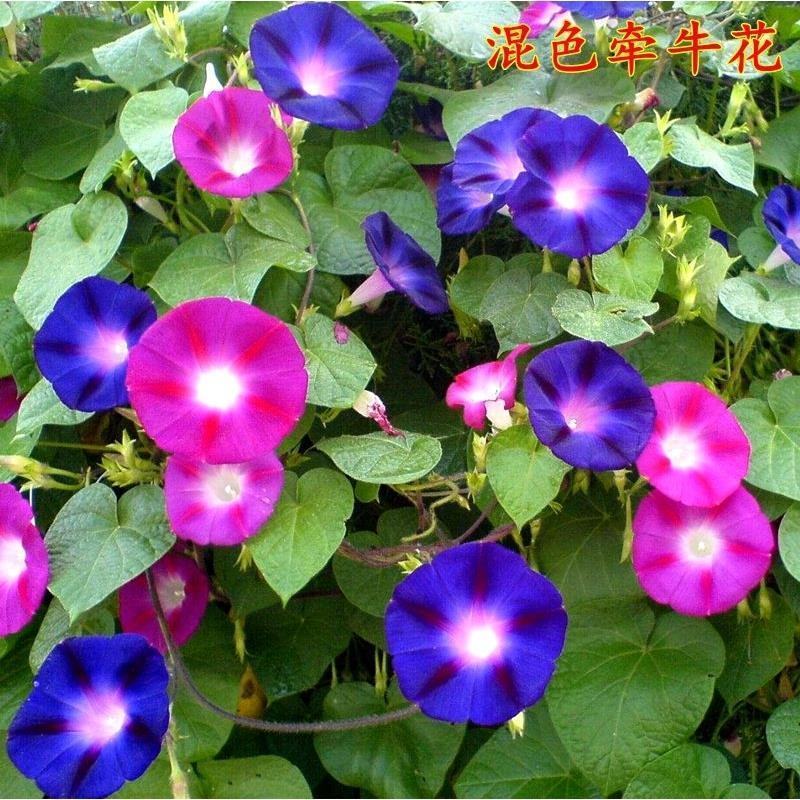 矮牵牛花种子四季易种阳台盆栽垂吊牵牛花籽