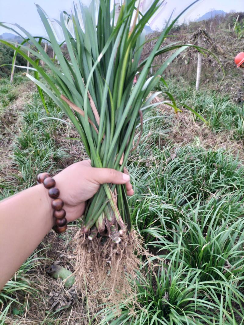 大量出售经过几代驯化家种耐旱优质高产石菖蒲苗