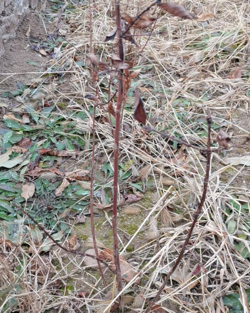 蓝靛果苗，东北蓝靛果，蓝靛果基地，蓝靛果树苗
