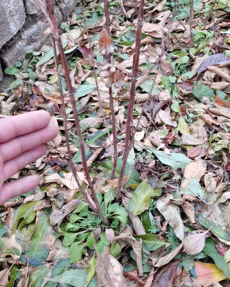 蓝靛果苗，东北蓝靛果，蓝靛果基地，蓝靛果树苗