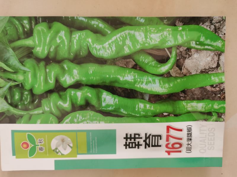 辣椒苗，螺丝椒苗线椒苗精选优良品种抗病，高产