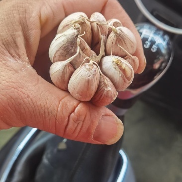 大蒜紫皮大蒜，