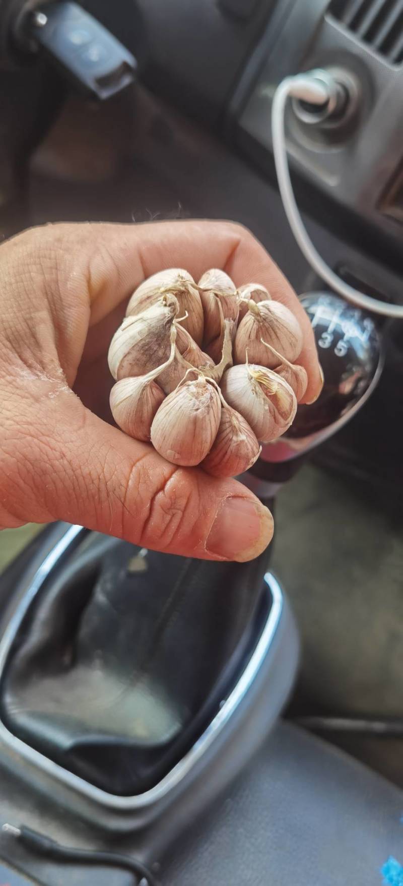 大蒜紫皮大蒜，