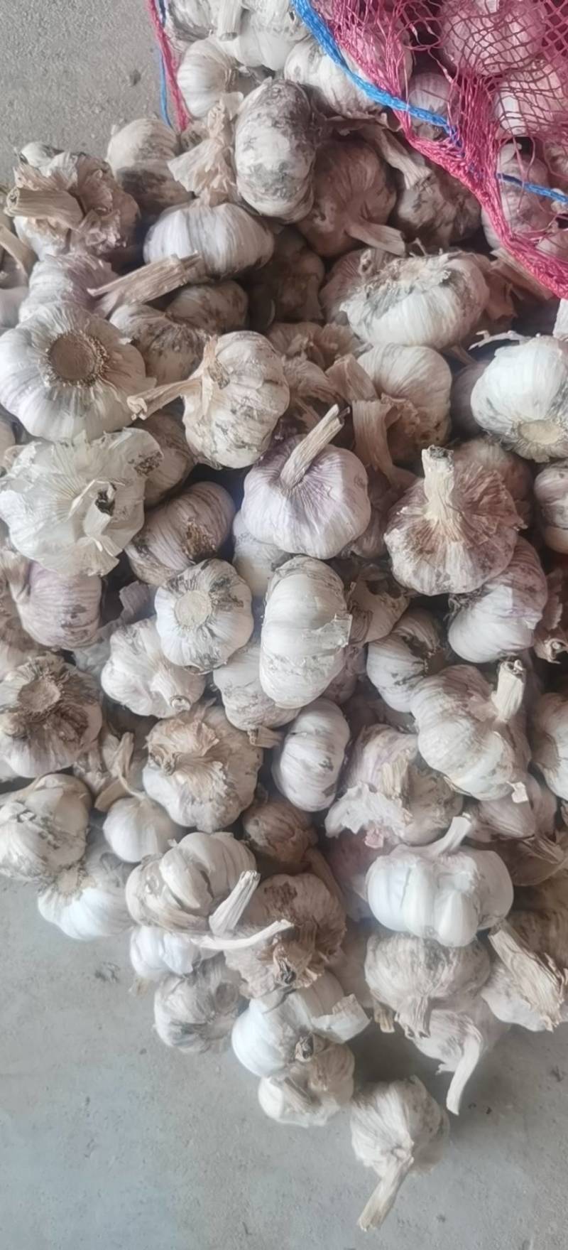 大蒜紫皮大蒜，