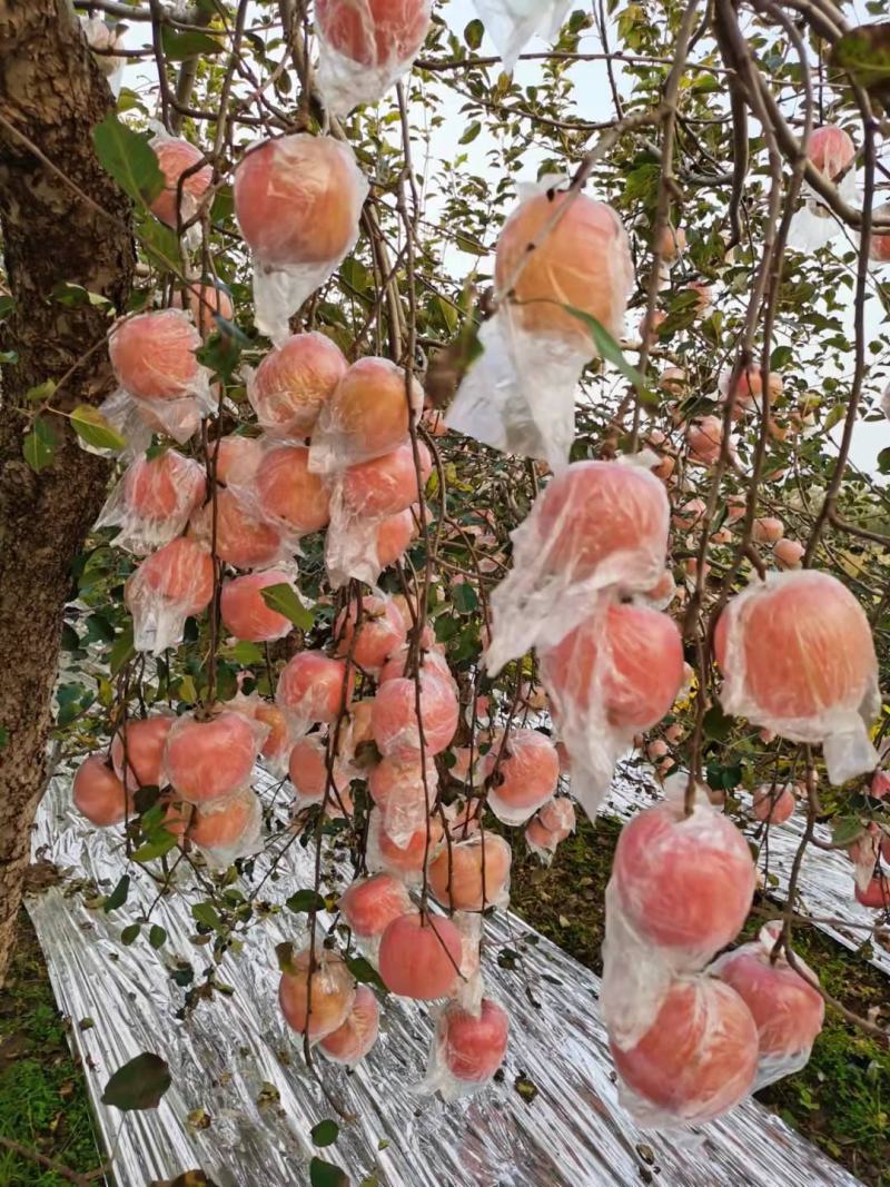秦阳，嘎啦苹果大量上市中，个大色好条红片红