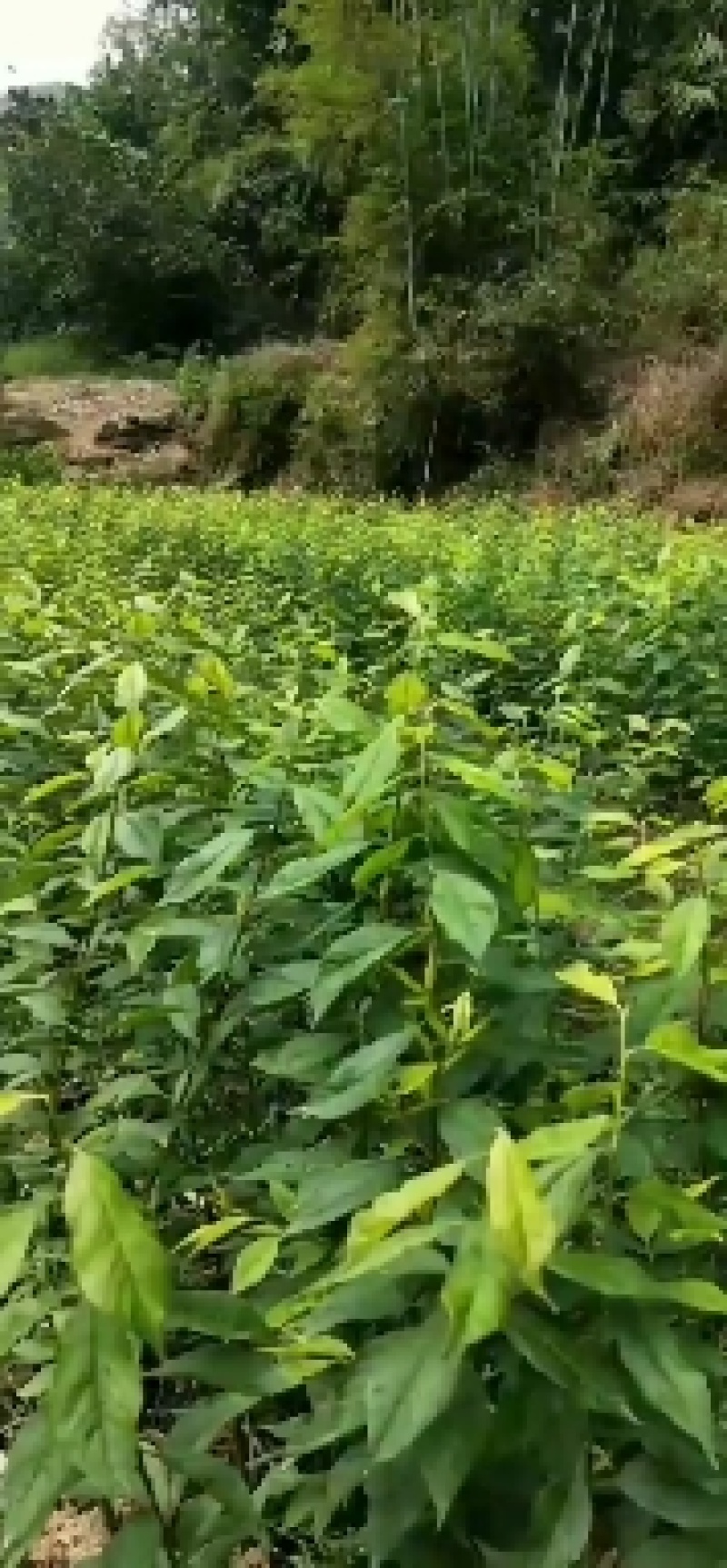 三华李树苗【早熟李苗】苗围直供量大从优