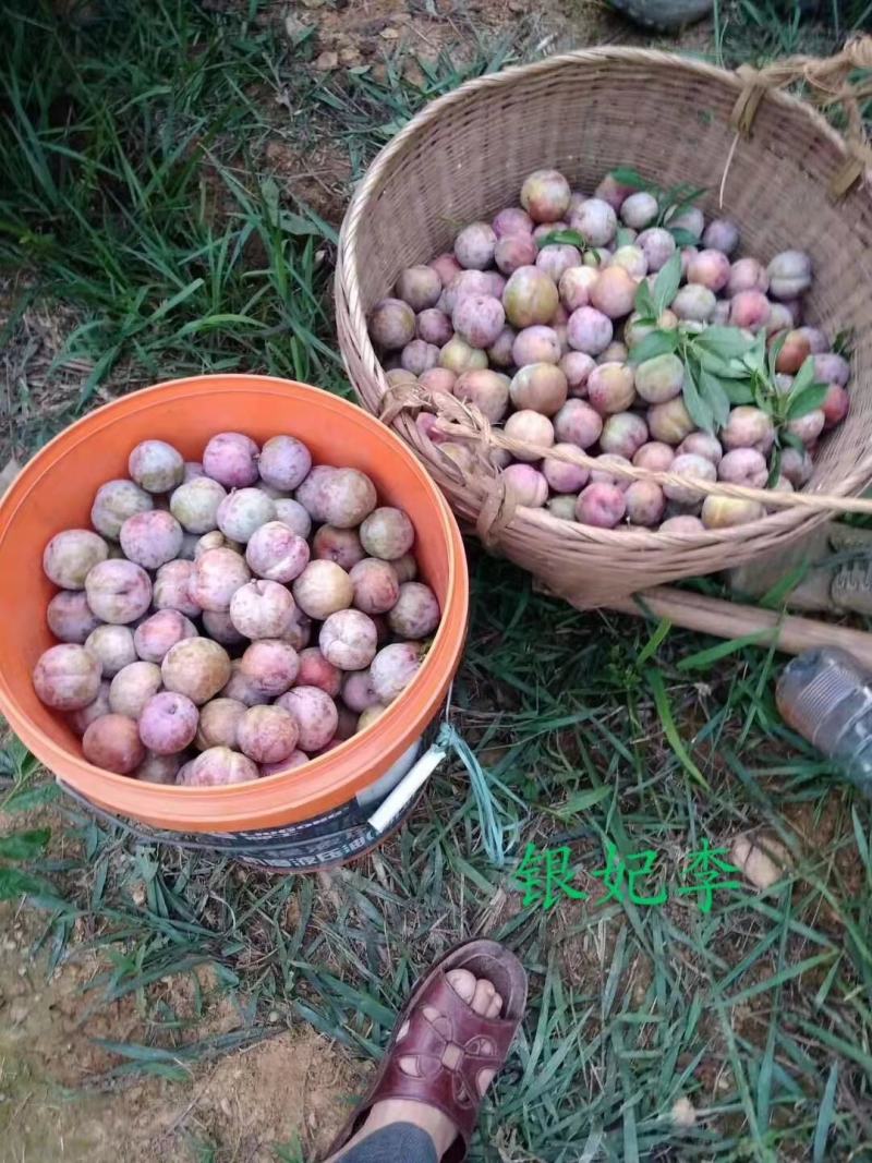 三华李树苗【早熟李苗】苗围直供量大从优