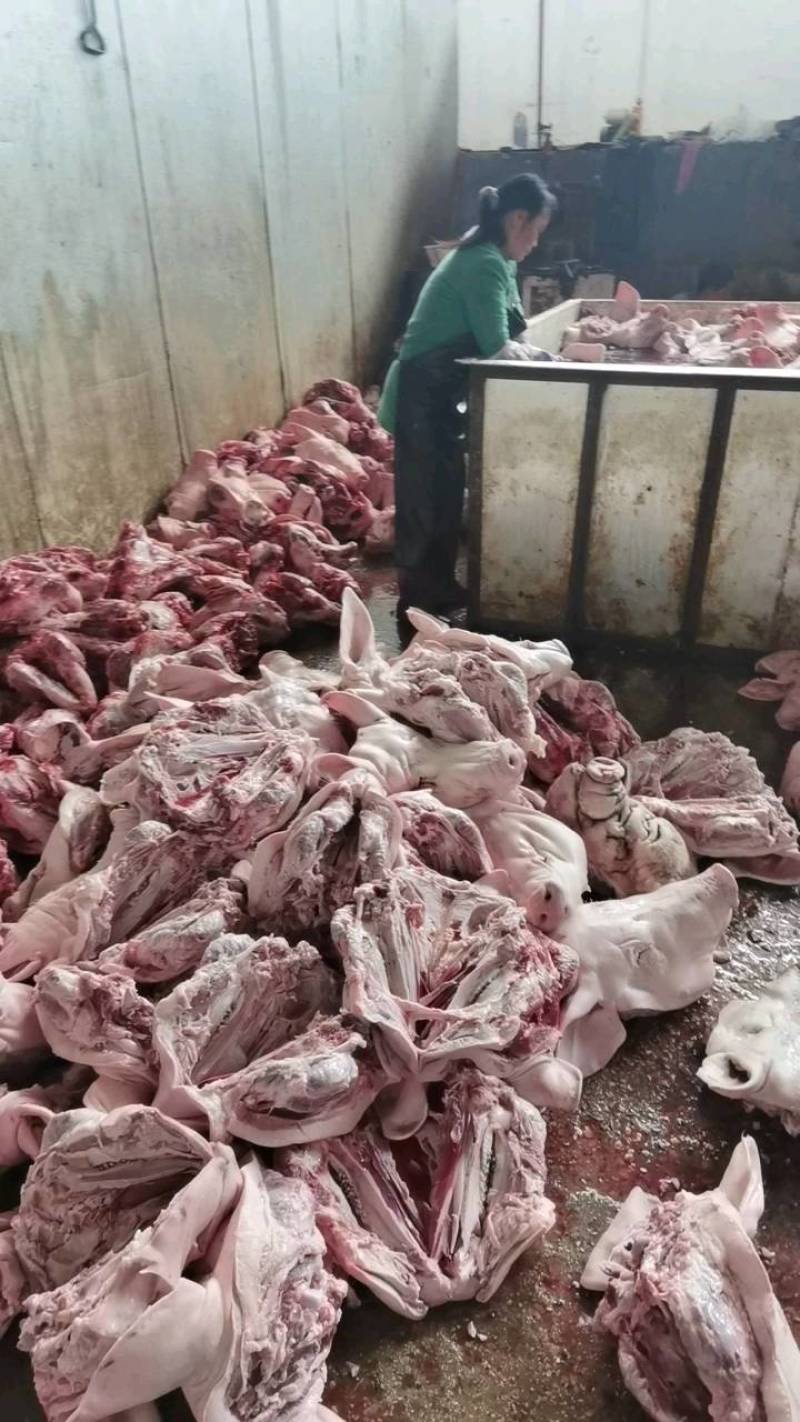 屠宰场直销批发带耳劈半肥猪头母猪头去毛干净近期新鲜猪头