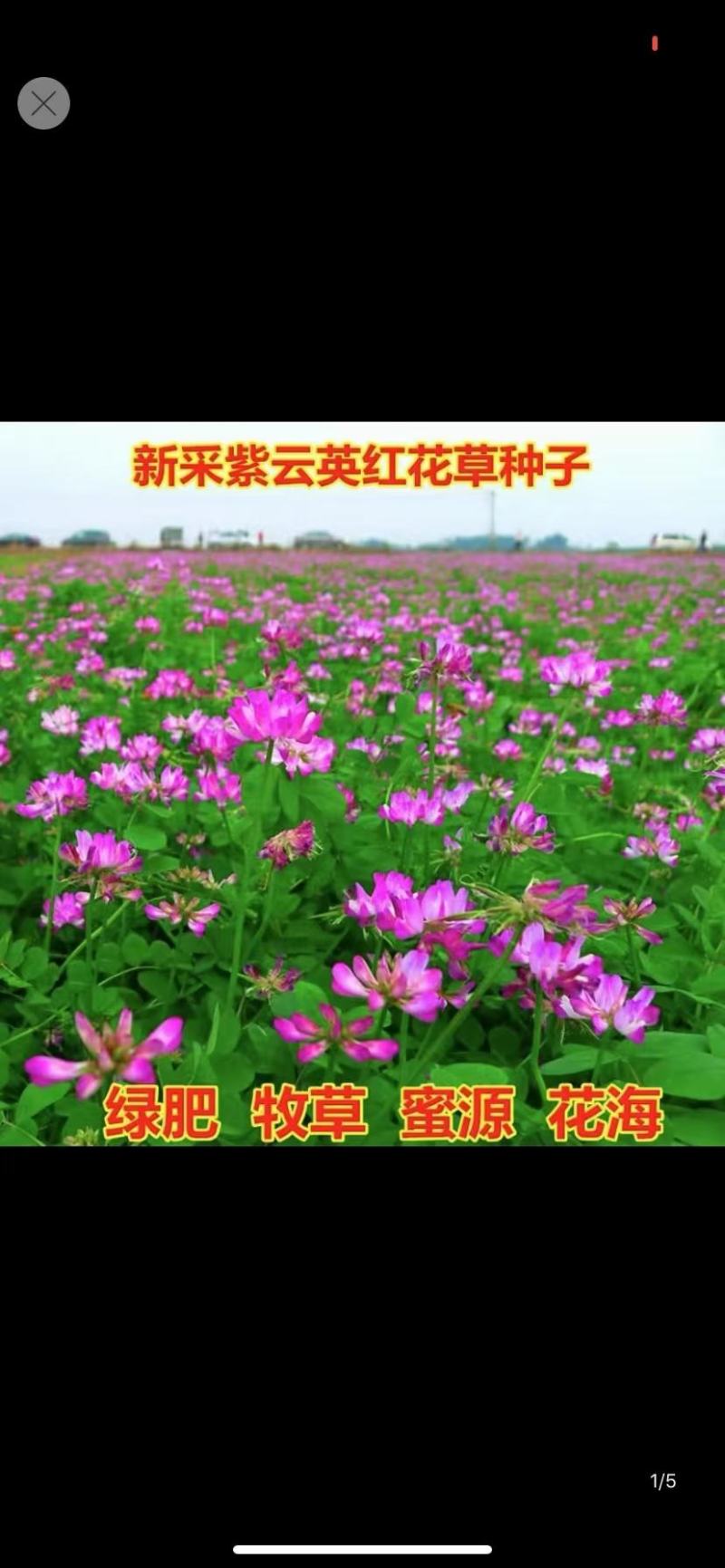 绿肥种子紫云英，紫云英养蜂蜜源高产改良土壤打造花海