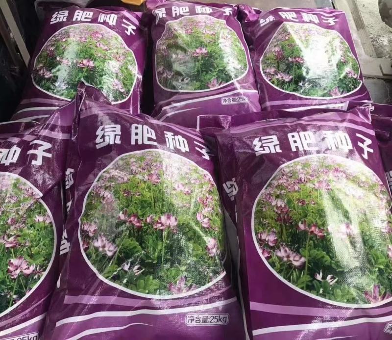 绿肥种子紫云英，紫云英养蜂蜜源高产改良土壤打造花海