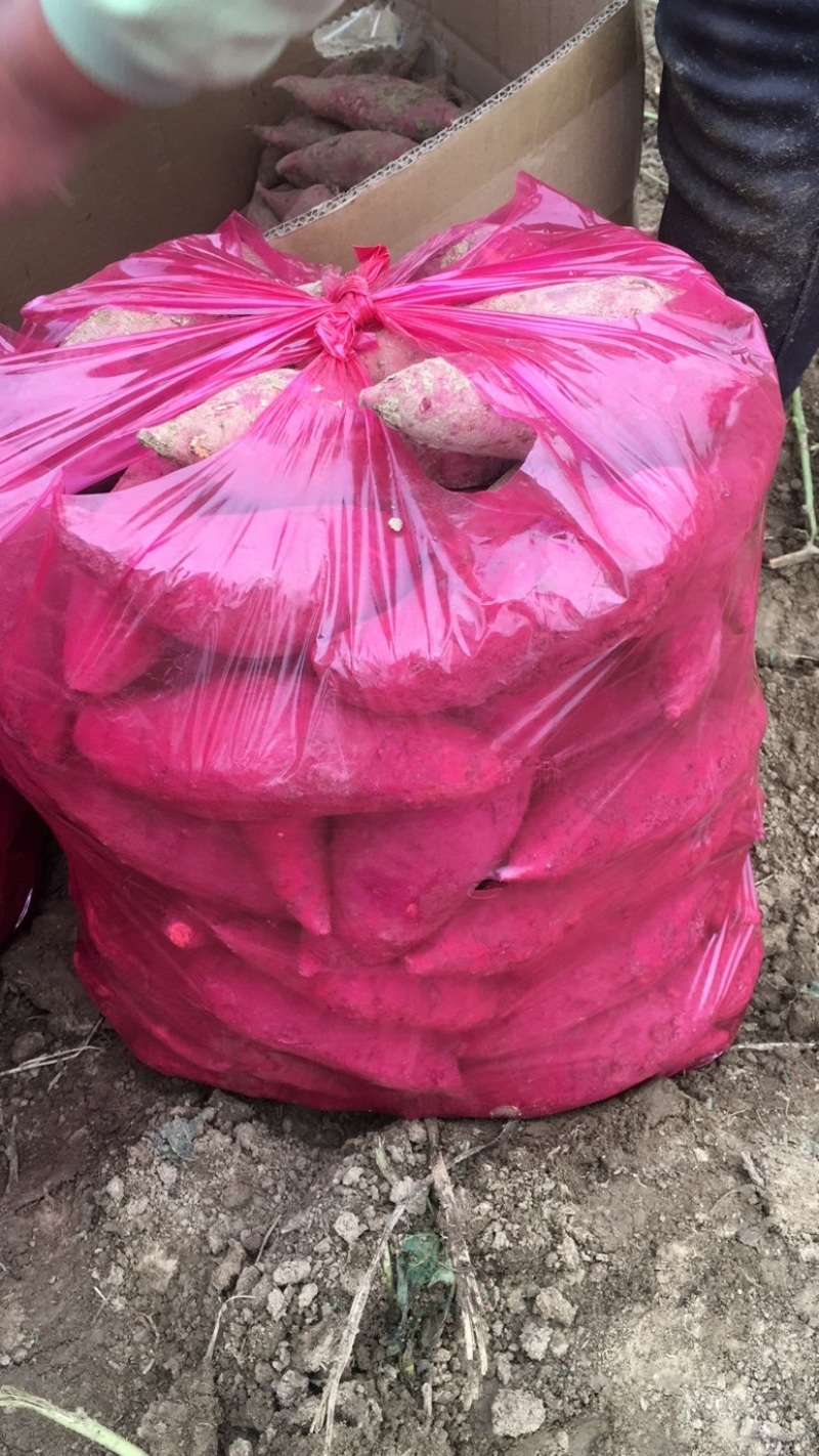 安徽小麦茬西瓜红持续供应中产地直发诚信经营
