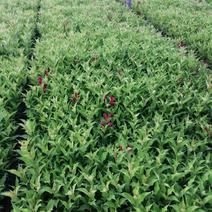 红花王子锦带扦插播种小苗，产地直发，海量批发，东北小苗