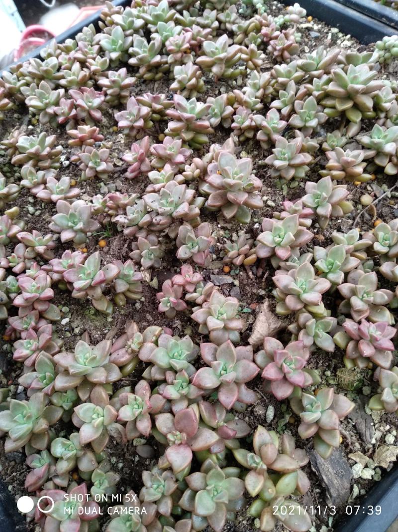 姬胧月叶插苗，一年控养苗，质量高，基地直销
