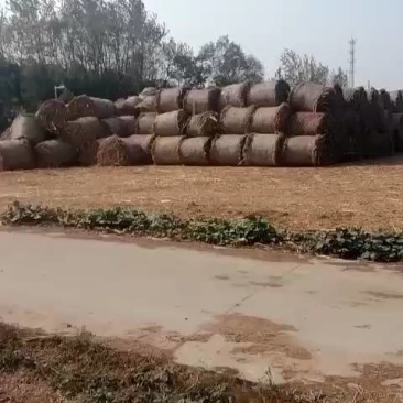 玉米秸秆