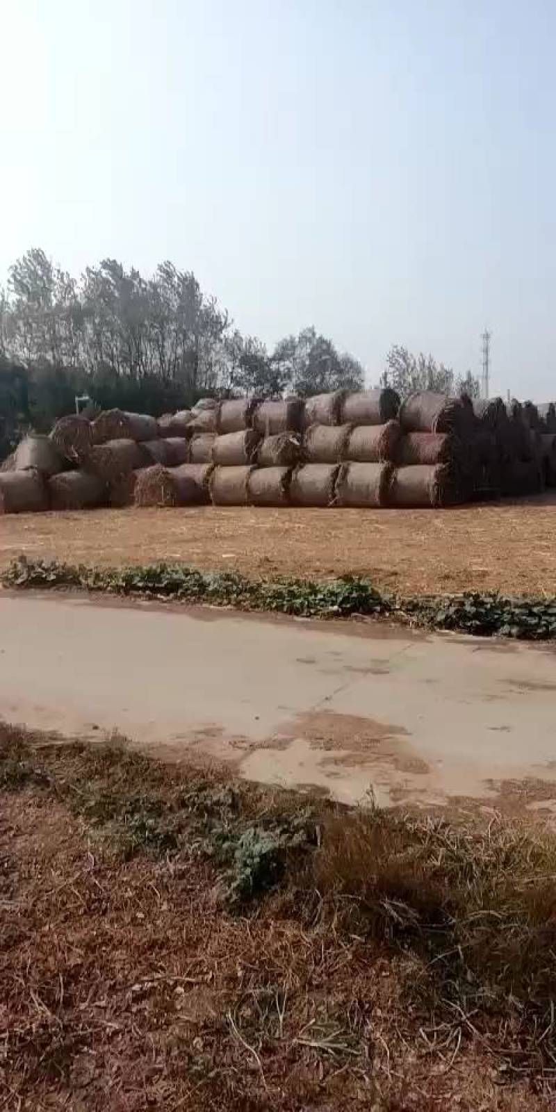 玉米秸秆