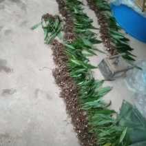毛慈菇