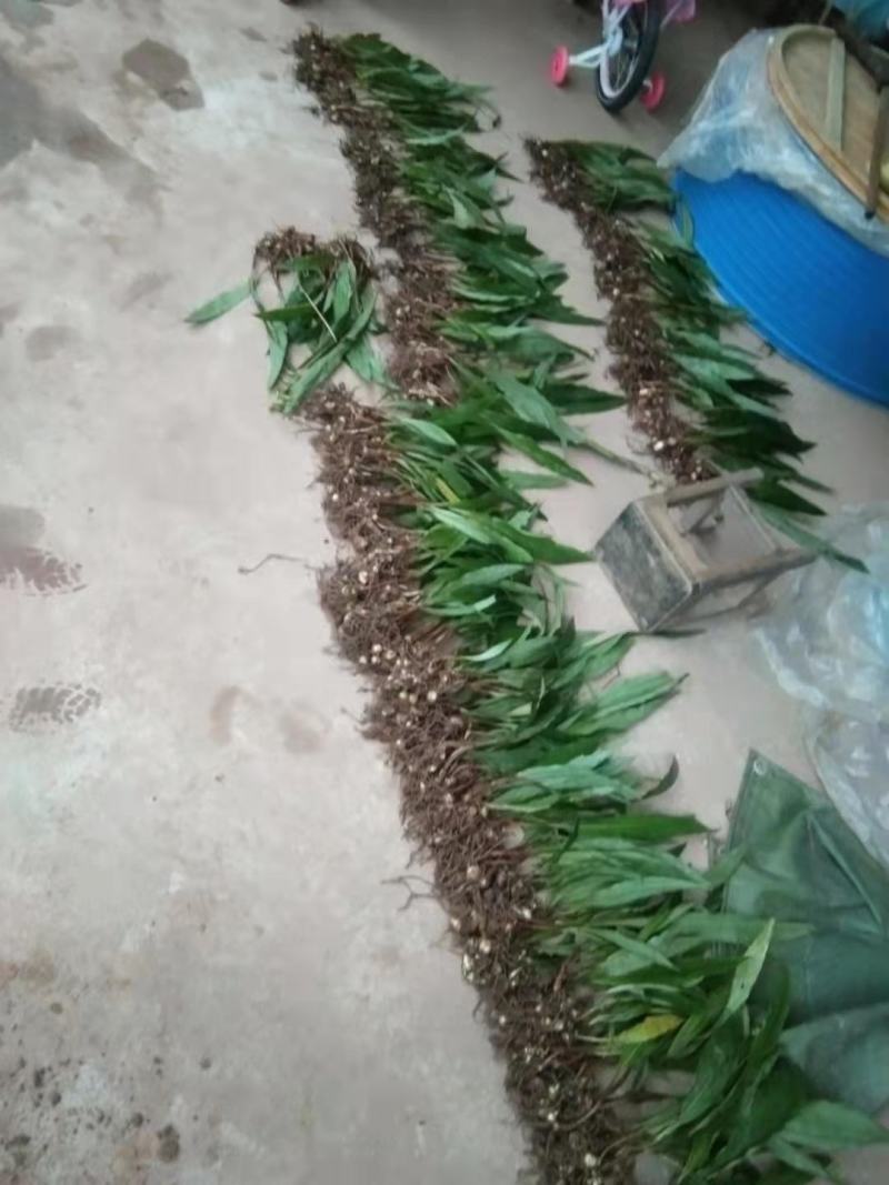毛慈菇