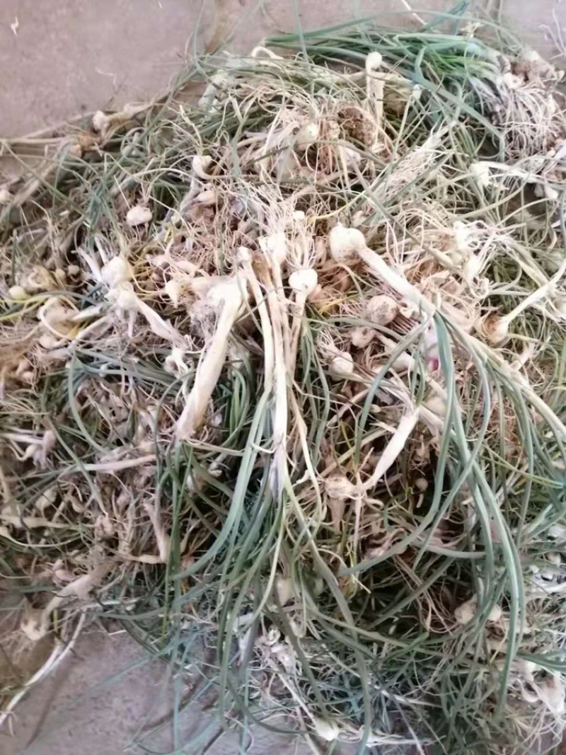 大量批发东北陆地鲜小根蒜，大脑瓜，珍珠蒜，支持一件代发
