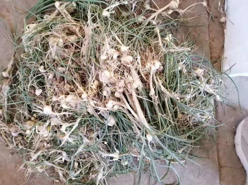 大量批发东北陆地鲜小根蒜，大脑瓜，珍珠蒜，支持一件代发