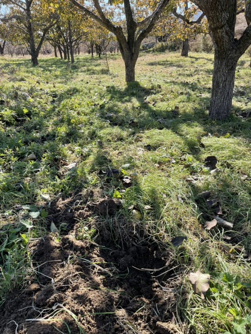 大量批发东北陆地鲜小根蒜，大脑瓜，珍珠蒜，支持一件代发