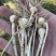 大量批发东北陆地鲜小根蒜，大脑瓜，珍珠蒜，支持一件代发