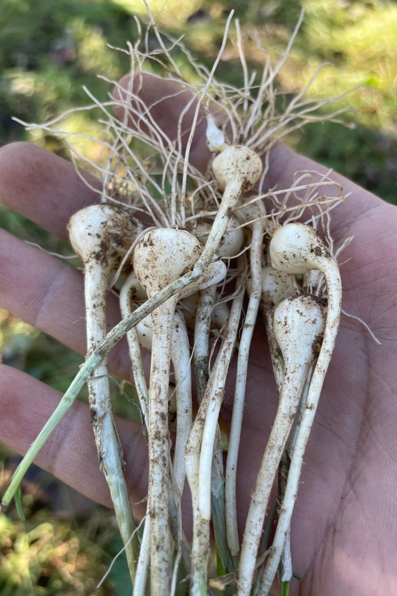 大量批发东北陆地鲜小根蒜，大脑瓜，珍珠蒜，支持一件代发