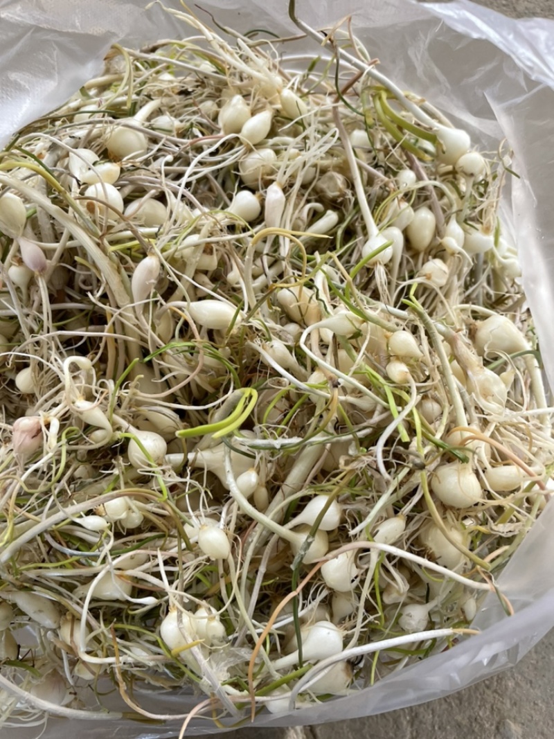 大量批发东北陆地鲜小根蒜，大脑瓜，珍珠蒜，支持一件代发
