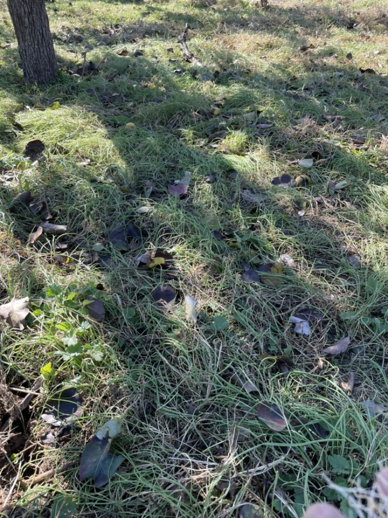 大量批发东北陆地鲜小根蒜，大脑瓜，珍珠蒜，支持一件代发