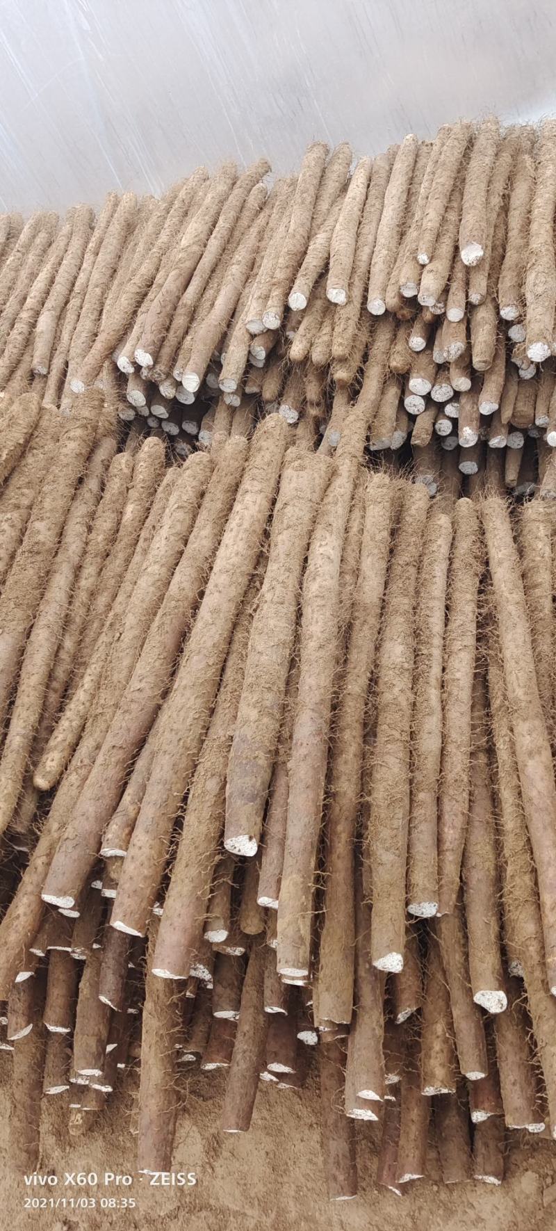 白玉山药