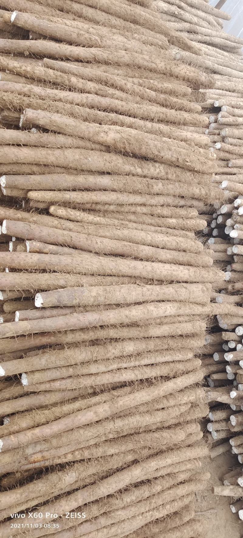 白玉山药
