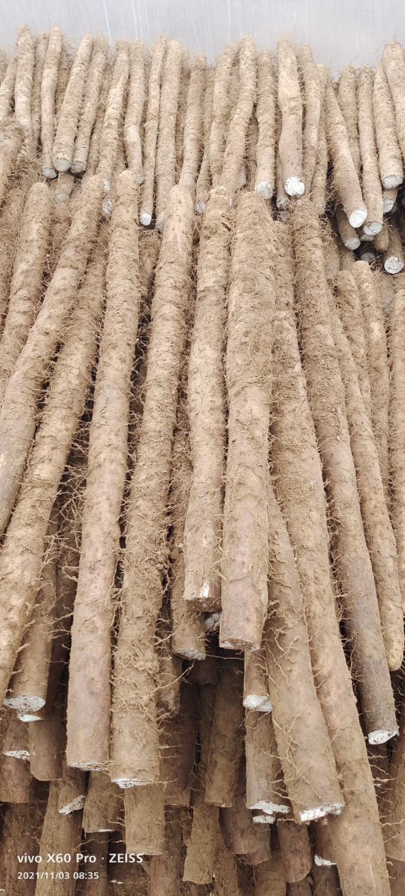 白玉山药