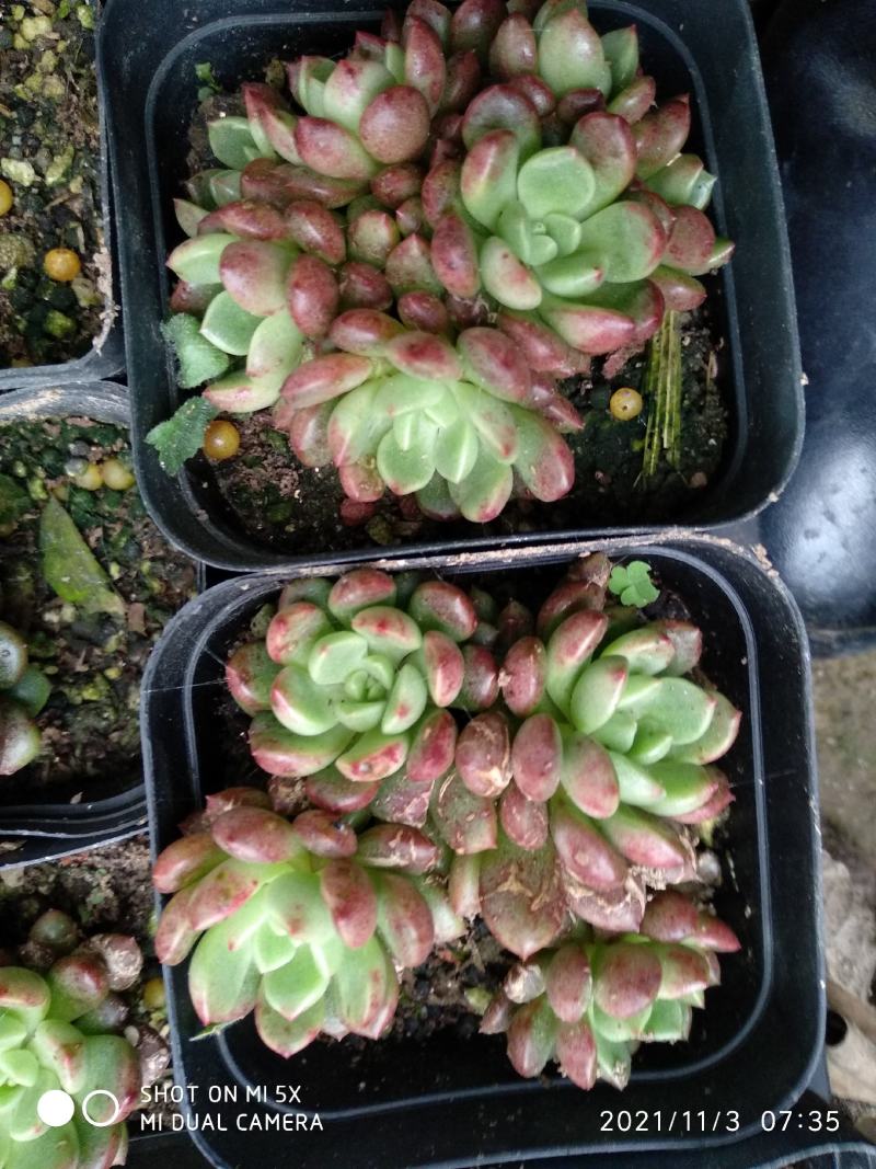 红宝石叶插苗，砍头苗，
