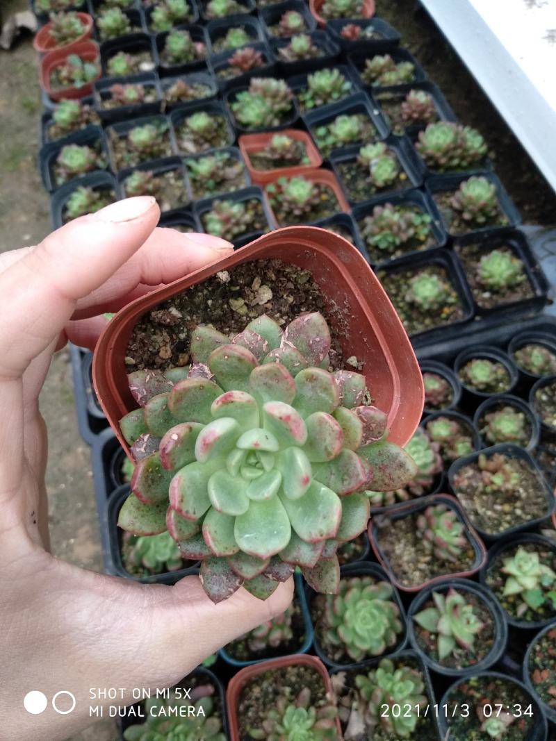红宝石叶插苗，砍头苗，