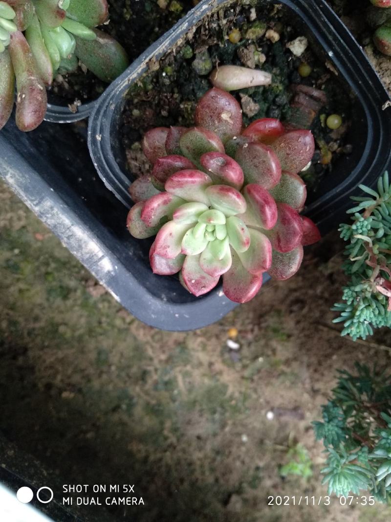 红宝石叶插苗，砍头苗，