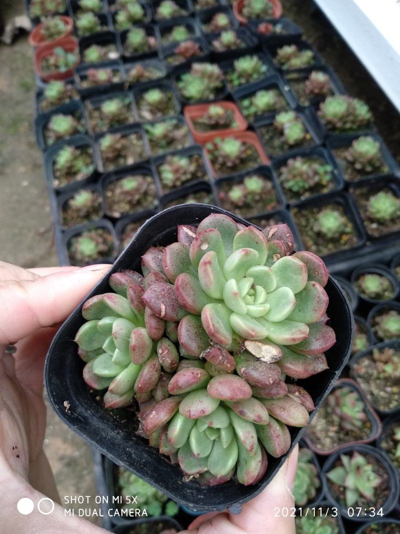 红宝石叶插苗，砍头苗，