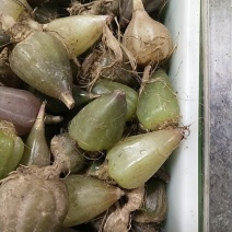 石仙桃