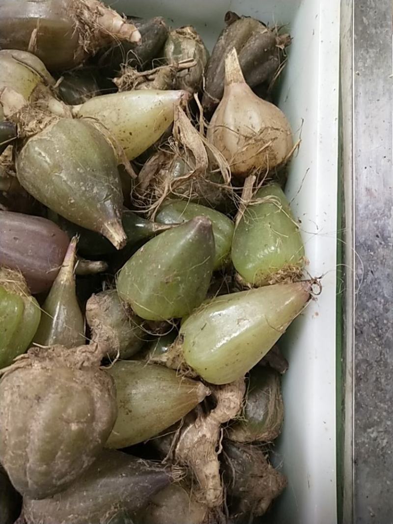 石仙桃