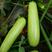 油亮超绿型耐热抗寒西葫芦种子美人，抗白粉病强，产量高。