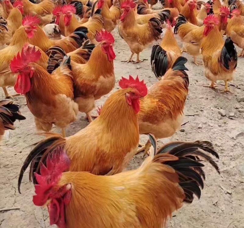 广西玉林走地杂生鸡，场地选装，欢迎前来选购，
