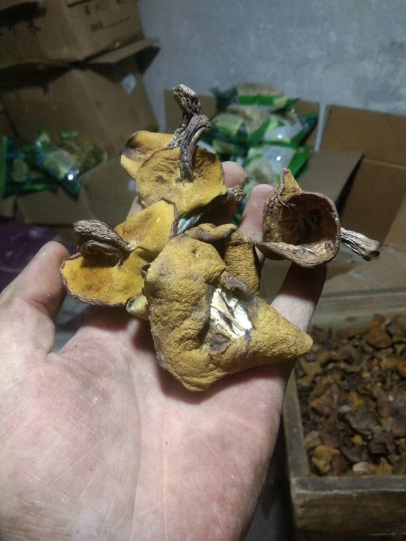 松磨干，大量现货，肉厚无虫。