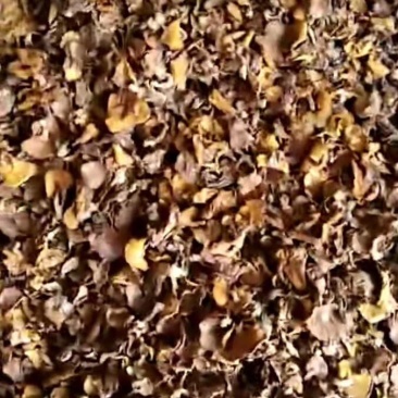 松磨干，大量现货，肉厚无虫。