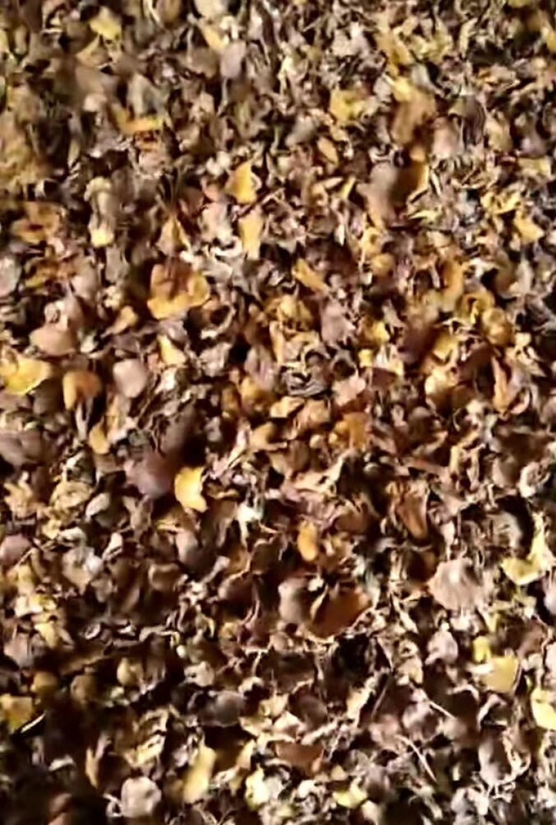 松磨干，大量现货，肉厚无虫。