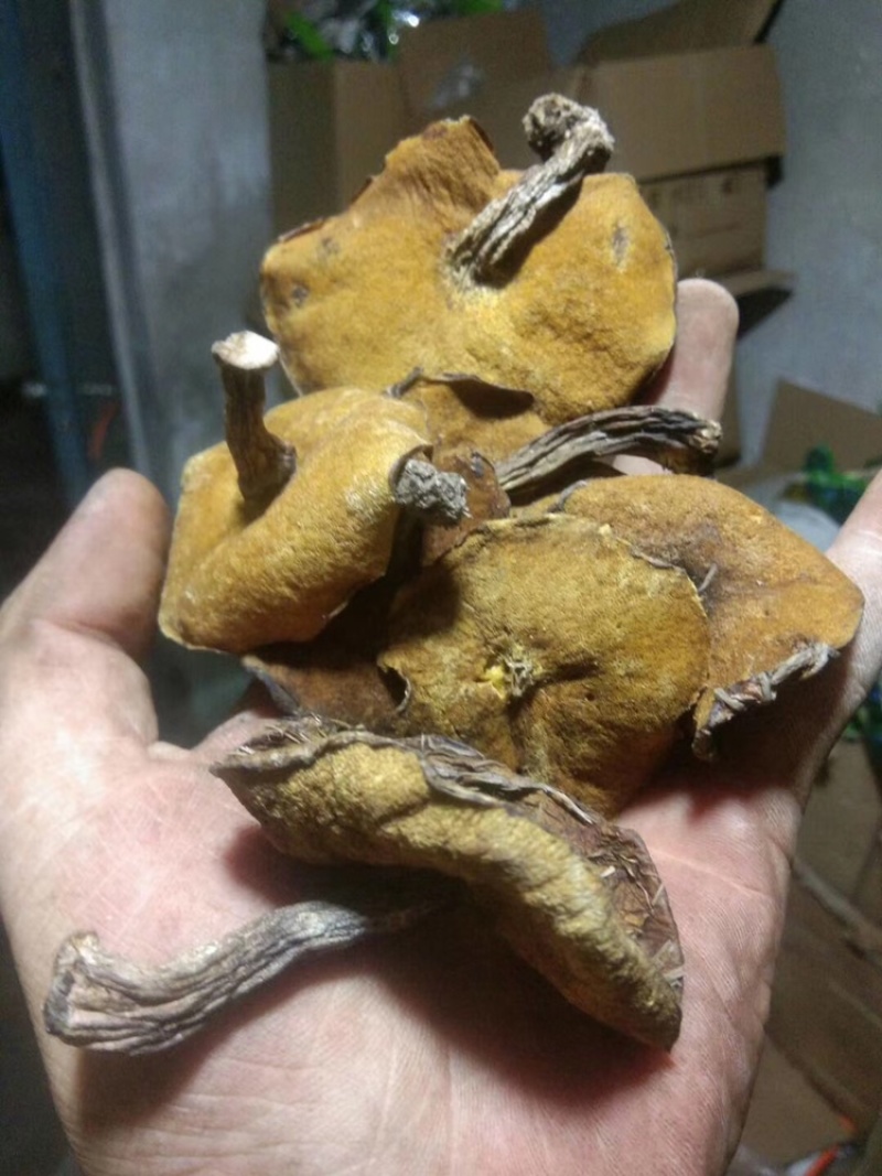 松磨干，大量现货，肉厚无虫。