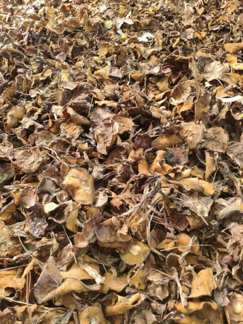 松磨干，大量现货，肉厚无虫。