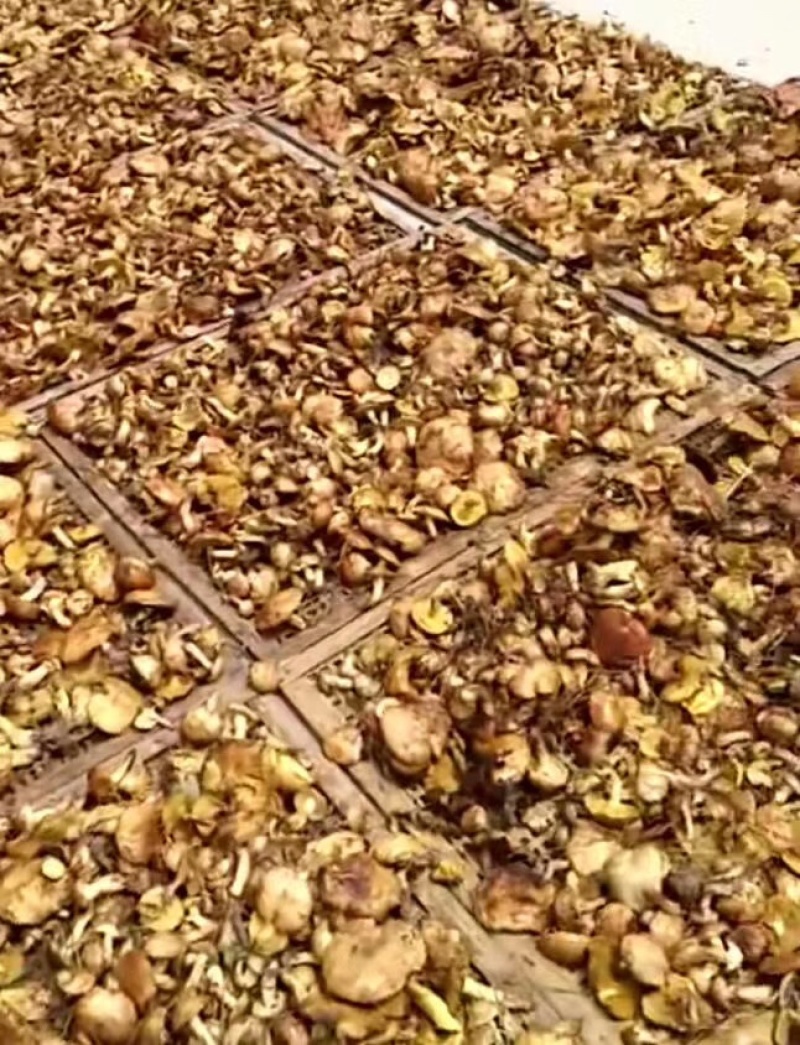 松磨干，大量现货，肉厚无虫。