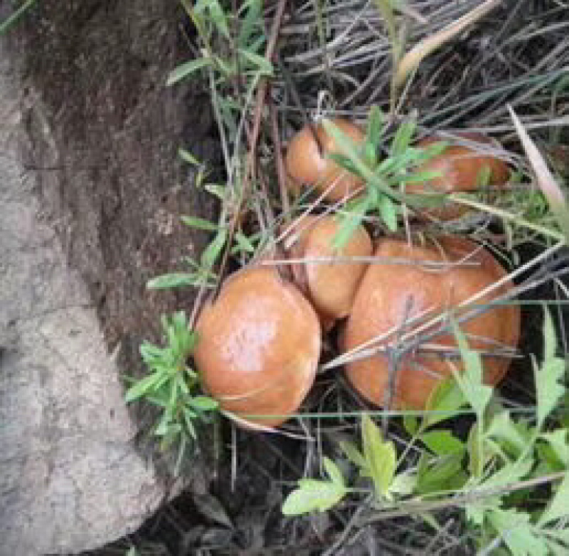松蘑干，颜色好，无虫，肉厚