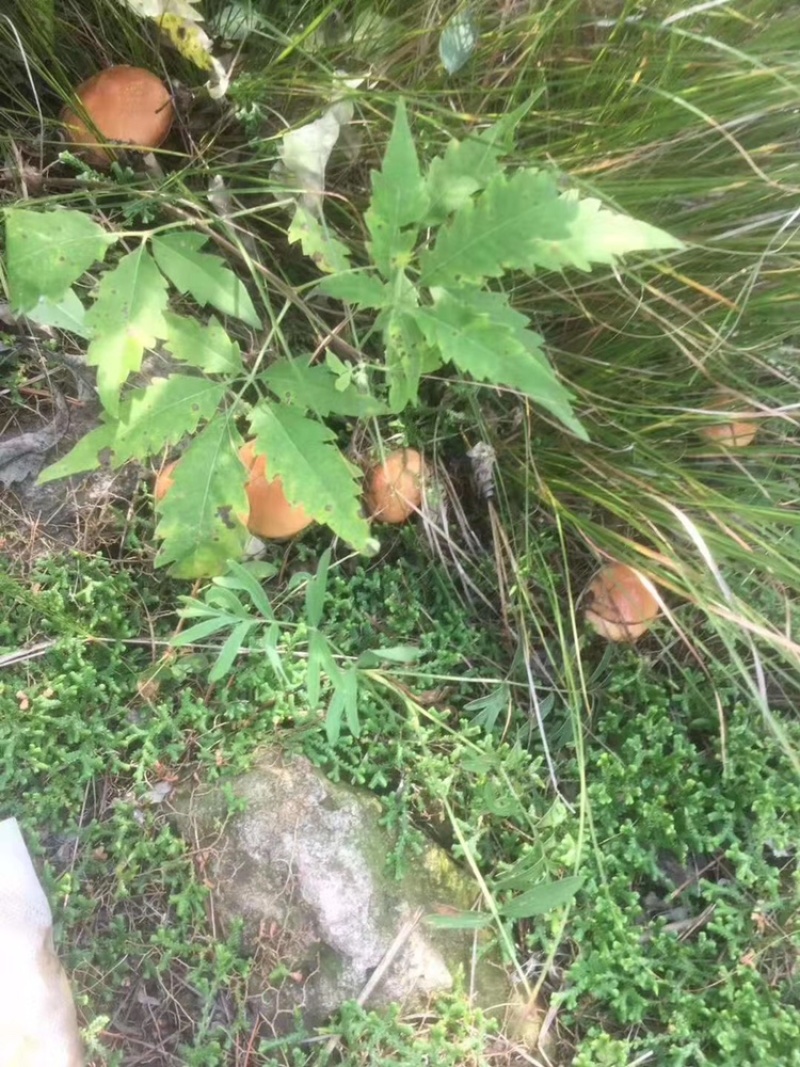 松蘑干，颜色好，无虫，肉厚