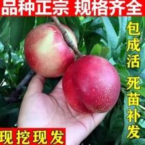 油桃中油21黄桃中油19中油4中油27桃树苗