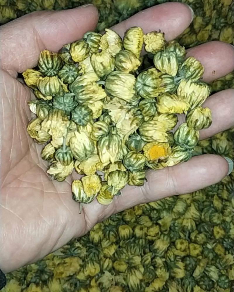 菊花茶胎菊王桐乡杭白菊野菊花茶四季清热去火金丝皇菊